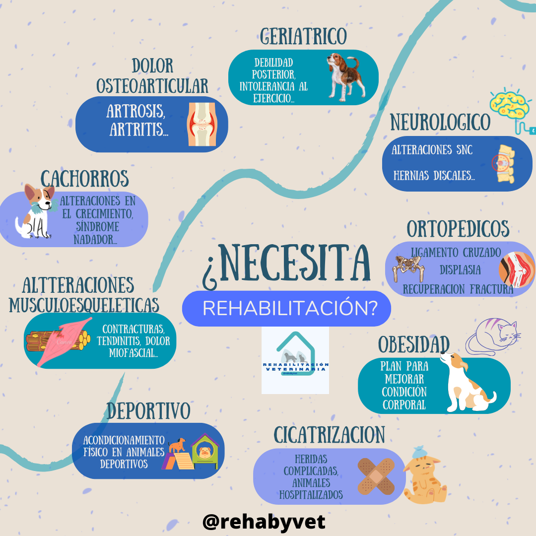 ¿NecesitaRehabilitacion - Rehabyvet